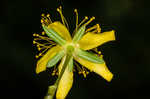 Bushy St. Johnswort